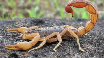 Você sabia que baratas e outros insetos atraem escorpiões?